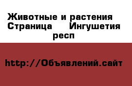  Животные и растения - Страница 2 . Ингушетия респ.